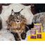 JOSERA Senior (1 x 2 kg) | Senior | Premium Trockenfutter für ältere Katzen oder Katzen mit Niereninsuffizienz | Geflügel & Reis | leicht verdaulich | getreidefrei | Katzenfutter | 1er Pack