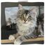 MjAMjAM - Premium Nassfutter für Katzen - köstliches Pferd an gedämpftem Kürbis, 6er Pack (6 x 200 g), getreidefrei mit extra viel Fleisch