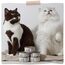 MjAMjAM - Premium Nassfutter für Katzen - DUO von leckerem Rind & guter Pute an gedämpftem Kürbis, 6er Pack (6 x 200 g), getreidefrei mit extra viel Fleisch