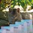 MjAMjAM - Premium Katzensnack - Snackbox - delikate Riesengarnelen, 5er Pack (5 x 25 g), naturbelassen ganz ohne synthetische Konservierungsstoffe