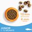 IAMS for Vitality Junior Katzenfutter mit Fisch - Trockenfutter für Kitten im Alter von 1-12 Monaten, 10 kg
