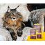 JOSERA Senior (1 x 400 g) | Adult | Premium Trockenfutter für ausgewachsene empfindliche Katzen | Geflügel & Reis | extra verträgliche Rezeptur | weizenfrei | Katzenfutter | 1er Pack