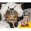JOSERA Senior (1 x 400 g) | Adult | Premium Trockenfutter für ausgewachsene empfindliche Katzen | Geflügel & Reis | extra verträgliche Rezeptur | weizenfrei | Katzenfutter | 2er Pack