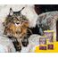 JOSERA Senior (1 x 400 g) | Adult | Premium Trockenfutter für ausgewachsene empfindliche Katzen | Geflügel & Reis | extra verträgliche Rezeptur | weizenfrei | Katzenfutter | 1er Pack