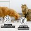 catz finefood Pure Collection Mix-Paket Katzenfutter nass, Gluten- & getreidefrei, ohne Zuckerzusatz, Monoprotein für Sensible Katzen, Made in Germany (24 x 85g)