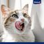 Vitakraft Premium, Katzen Leckerli, mageres Hühnchenfilet, Vorratsgröße, hypoallergen, ohne Zusatz von Getreide (7X 70g)