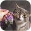 GimCat Sticks Kitten Truthahn - Softe Kaustangen mit hohem Fleischanteil und ohne Zuckerzusatz - 1 Packung (1 x 3 Sticks)