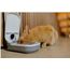 Cat Mate C100 Automatischer Einzelfutterautomat mit Timer-Steuerung – Geeignet für Katzen und Kleine Hunde, Für Nass- oder Trockenfutter, Fassungsvermögen Bis zu 400 g, Weiß
