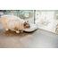 Cat Mate C300 Automatischer 3-Mahlzeiten-Futterautomat mit Digitalem Timer (366) – Für Katzen oder Kleine Hunde, Für Nass- und Trockenfutter, Mahlzeiten Bis zu 330 g Pro Stück, Weiß