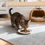 3 Stück Futternapf Katze, Keramik Katzennapf,Weiß - Futternapf Katzen Flach mit Rutschfestem Silikonring,Katzennapf für Haustierkatzen und Welpen