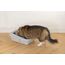 Simon's Cat, Katzentoilette mit Rand L: 43 cm B: 32 cm H: 16 cm grau