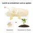 FUKUMARU Tofu Katzenstreu 10.8kg, schnell klumpstreu für Katzen, Gemischtes Maispellets, Staubfrei und Leicht klumpend, Geruchskontrolle, spült in der Toilette, Geringe Rückstände