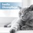 Felisept Ohrpflege Finger-Pads für Katzen 50 Stück - Pflege & Hygiene für Katzenohren, Fingerlinge zur praktischen & intutiven Reinigung, Ohrreiniger für Katzen, Ohrmilben Katze - Kitten Pflege