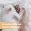Felisept Wundspray für Katzen 75ml - Wundspray Katze zur Reinigung von Wunden, Haut und Scheimhäuten - Wundpflege Katze - Einfach in der Anwendung und schmerzfrei für die Katze