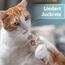 Felisept Hautpflegespray für Katzen 250ml - Milbenspray Katze - Grasmilben Katze - Juckreiz Katze - gegen Schuppen bei Katzen - Juckreiz Spray Katze - milde Pflegelotion mit natürlichen Wirkstoffen