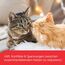 FELIWAY Friends Nachfüller | Pheromone Katzen | 48ml Flakon für die Steckdose | Diffuser gegen Stress, für mehr Harmonie | bis zu 30 Tage Anwendung | von Tierärzten empfohlen, klinisch getestet