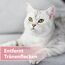 Felisept Augenpflege-Pads für Katzen 100 Stück - Mit Aloe Vera Extrakt - Fingerlinge zur Reinigung & Pflege des Augenumfelds - Katzen Pflege gegen Schmutz & Tränenstein - Augenreiniger Katze