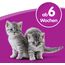Whiskas Katzenmilch für Kätzchen ab 6 Wochen, 15 Flaschen, 15x200ml – Leckerer Snack für eine glückliche Katze, laktosereduziert und leicht verdaulich,3 l (1er Pack)
