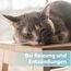 Felisept Hautpflegespray für Katzen 250ml - Milbenspray Katze - Grasmilben Katze - Juckreiz Katze - gegen Schuppen bei Katzen - Juckreiz Spray Katze - milde Pflegelotion mit natürlichen Wirkstoffen