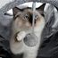 PAWZ Road Schön Faltbar Katzentunnel Katzenspielzeug mit Ball, Rascheltunnel, Spieltunnel für Katzen, 130cm x 30cm, Kaninchen Spielzeug, Grau Tunnel für Wohnungskatzen