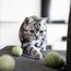 LucyBalu® Filzbälle für Katzen | Katzenspielzeug | Katzenbälle aus Filz | Spielsachen aus 100% Wolle | Natürliches Spielzeug für Kätzchen | Spielbälle Fair aus Nepal | 6 Stück | Grün