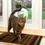 SureFlap Sure Petcare Mikrochip Katzenklappe, mit RFID-Halsbandanhänger und Mikrochip kompatibel, EIN-Tasten-Steuerung, zur Installation in Türen, Weiß, 4 AA Batterien erforderlich, Nicht enthalten