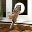SureFlap Sure Petcare Mikrochip Katzenklappe, mit RFID-Halsbandanhänger und Mikrochip kompatibel, EIN-Tasten-Steuerung, zur Installation in Türen, Weiß, 4 AA Batterien erforderlich, Nicht enthalten
