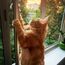 QILUCKY Nylon Katzenschutznetz Katzennetz für Balkon Transparent Können Zuschneidbar ​und Bissfest Balkonnetze für Katzen ​zur Absicherung von Terrasse, Fenster und Türen (3x3 m)