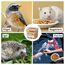 EWL Naturprodukte Soldatenfliegenlarven getrocknet 3 L (460 g), Premium Insektensnack Vögel, Fische, Schildkröten, Nager, Reptilien, Vogelfutter, Wildvögel, Ganzjährig Eichhörnchenfutter, Igelfutter