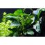 Tropica Einsteiger Set mit 6 einfachen Topf Pflanzen Aquariumpflanzenset Nr.3 Wasserpflanzen Aquarium Aquariumpflanzen