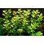Tropica Einsteiger Set mit 6 einfachen Topf Pflanzen Aquariumpflanzenset Nr.3 Wasserpflanzen Aquarium Aquariumpflanzen