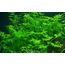 Tropica Einsteiger Set mit 6 einfachen Topf Pflanzen Aquariumpflanzenset Nr.3 Wasserpflanzen Aquarium Aquariumpflanzen
