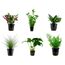 Tropica Einsteiger Set mit 6 einfachen Topf Pflanzen Aquariumpflanzenset Nr.3 Wasserpflanzen Aquarium Aquariumpflanzen