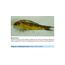 sera med Professional Protazol 100 ml - Arzneimittel für Fische gegen einzellige Hautparasiten wie Ichthyophthirius multifiliis, Medizin fürs Aquarium