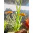 Tyrol – Künstliche Wasserpflanzen – Dekoration mit Aquarium pflanzen künstlich - Einfach am Boden des Aquariums zu befestigen – Aquarium Deko - in Frankreich hergestellt