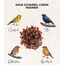 Dehner Natura Premium Wildvogelfutter, Rosinen Delikatesse, Futterrosinen, Ganzjahresfutter energiereich, hochwertiges Vogelfutter für Wildvögel, 5 kg