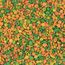 VERSELE-LAGA - NutriBird P15 Tropical - Extrudierte Pellets - Erhaltungsfutter für Papageien - Mehrfarbig - 10kg