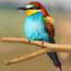 Natur Sitzstangen Set für Vögel, Stehend Vogelkäfig Zubehör, Sitzstangen für Vogelkäfige, Sitzstangen für Wellensittiche, Wellensittich Zubehör, für Wellensittich Kanarienvogel, 4 Stück