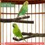 VGECEE 5 Stück Vogelspielzeug Holz Natur Sitzstangen Wellensittich Sitzstangen Naturholz Vogel Sitzstangen Spielzeug Vogelständer aus Holz Vogelkäfig Zubehör für Wellensittich Kanarienvogel