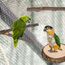 Allazone Natürliche Sitzstangen für Vögel, 7 Stück Holz, Vogel Papagei Schaukel Spielzeug