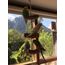 Vogelgaleria® Kork Knabberseil - das perfekte Wellensittich Spielzeug und Vogelzubehör zum Klettern und Nagen | Vogelspielzeug