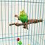 2 Stück Natur Sitzstangen Set für Vögel, Wildes Traubenholz Sitzstangen für Vogelkäfige, Vogelschleifklauen Klettern Stehend Vogelkäfig Zubehör für Wellensittich Nymphensittich Kanarienvogel (Stil 1)