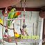 Vogelspielzeug für Wellensittiche, Nymphensittich Spielzeug mit Glocke Wellensittich Spielzeug Vogelkäfig Zubehör Schaukel Vogel Hängende Hängematte Spielplatz für Finken Sittiche