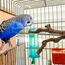 2 Stück Natur Sitzstangen Set für Vögel, Wildes Traubenholz Sitzstangen für Vogelkäfige, Vogelschleifklauen Klettern Stehend Vogelkäfig Zubehör für Wellensittich Nymphensittich Kanarienvogel (Stil 1)