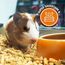 Anibest Kleintierpellets, 100% natürliche Einstreu für Kaninchen, Hamster, Meerschweinchen und Co, saugfähige & geruchsbindende Holzpellets, leicht dosierbare Unterstreu, 11 kg/ 20 l