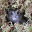 Begeterday 150g reines natürliches Wald moos für Hamster Einstreu, Kleintier Lebensraum Dekoration, gut für Hamsterkäfige Zubehör
