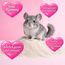 SaMore GmbH 25 KG SaMore Chinchillasand Badesand Hamster Degus Rennmäuse hochrein samtweich