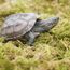 Begeterday 99g Reines Natürliches Moos für Schildkröten, Ideales Zubehör für Schildkrötenbecken, Gut für Die Aufrechterhaltung Der Luftfeuchtigkeit Und Zum Warmhalten im Winter