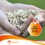 eivolution Hanfeinstreu mit Eukalyptus 14 kg - Staubfrei für Hühner & Pferde - Hochsaugfähig Nachhaltig