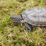 Begeterday 99g Reines Natürliches Moos für Schildkröten, Ideales Zubehör für Schildkrötenbecken, Gut für Die Aufrechterhaltung Der Luftfeuchtigkeit Und Zum Warmhalten im Winter